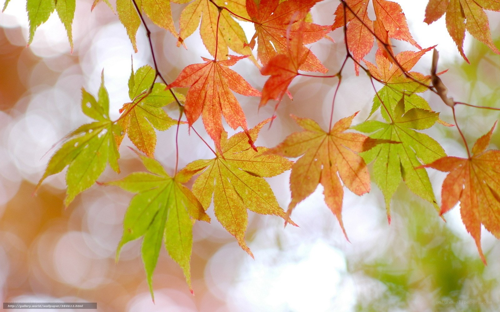 Autumn maple leaves