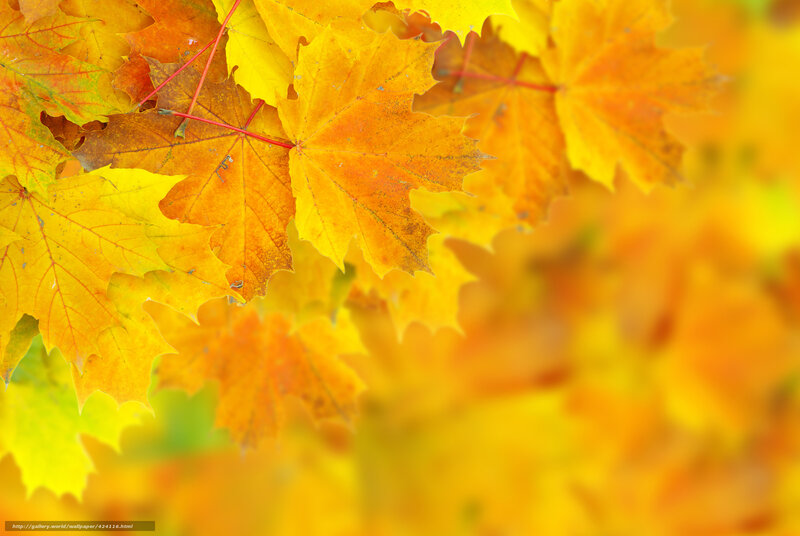 autumn maple leaves