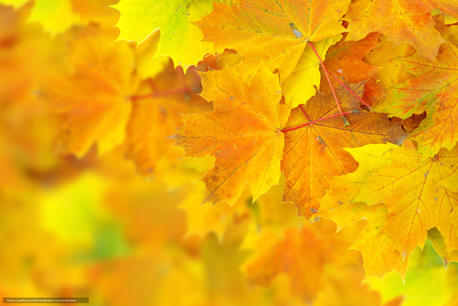 Autumn maple leaves
