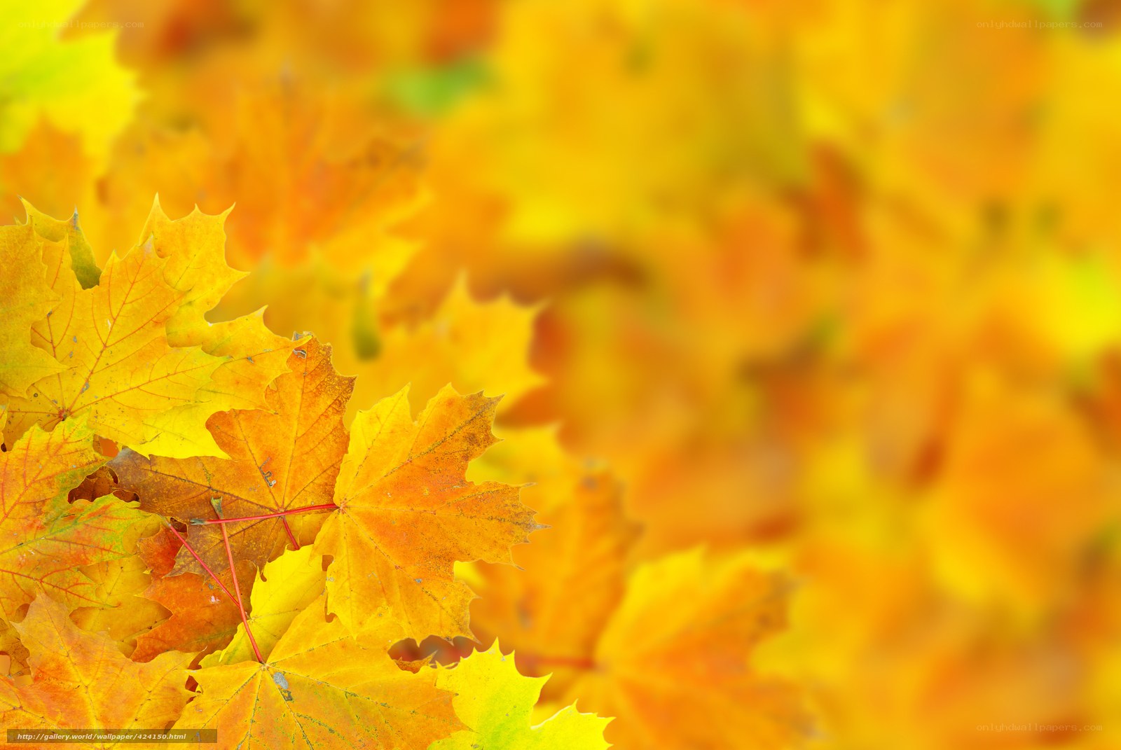 Autumn maple leaves