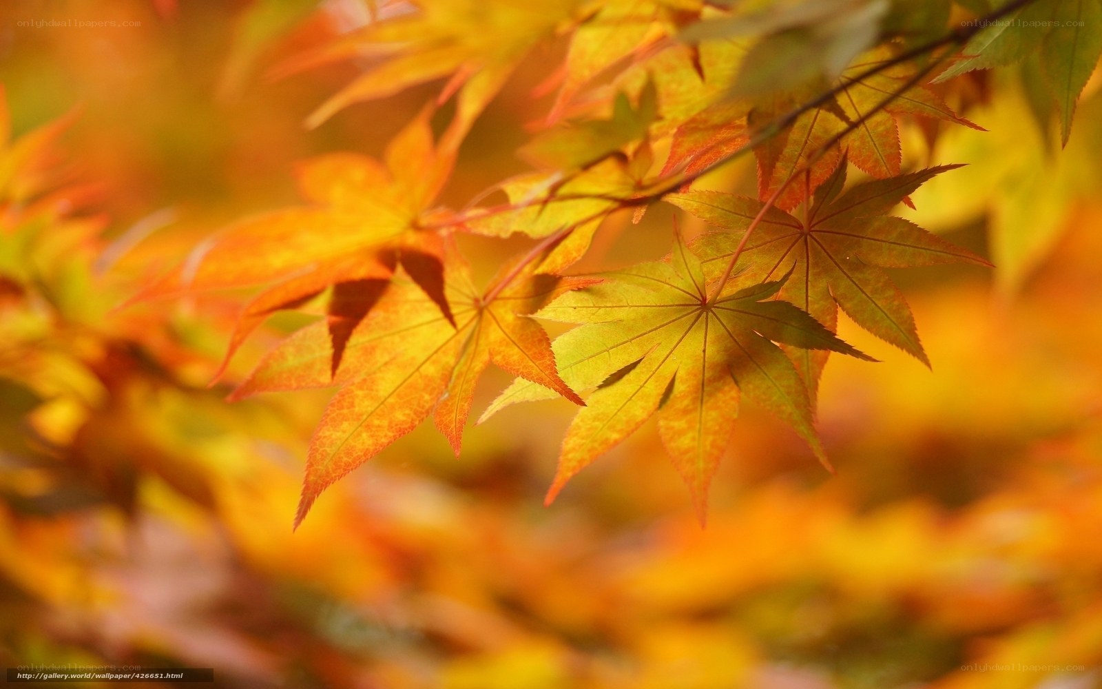 Autumn maple leaves