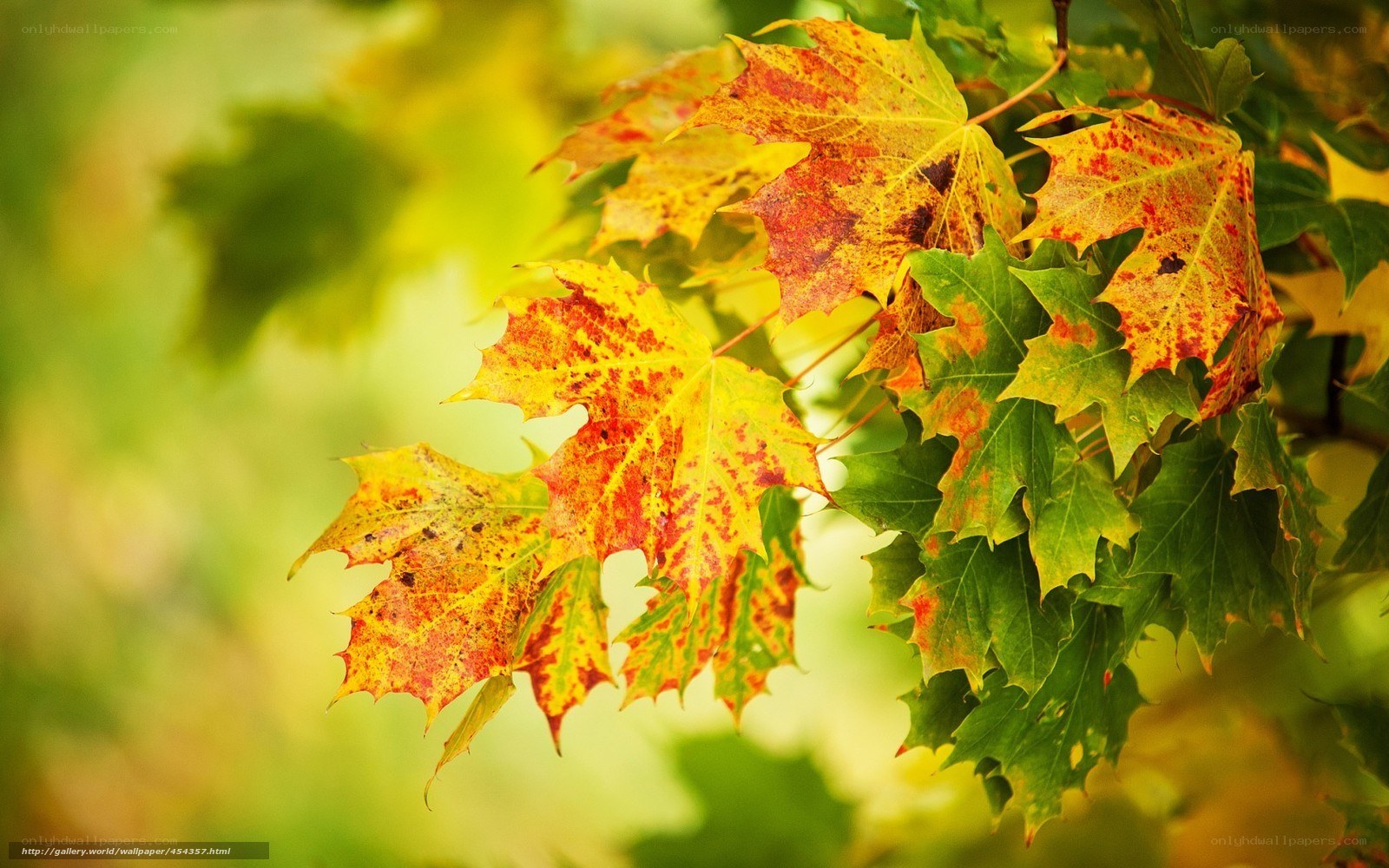 Autumn maple leaves