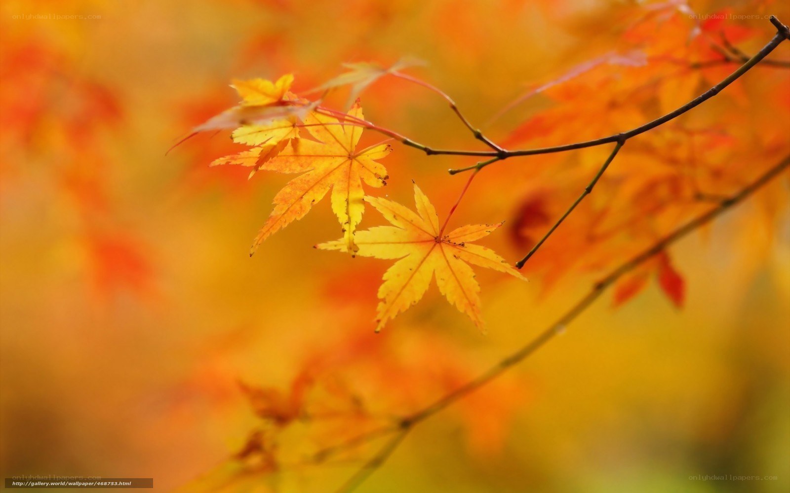 Autumn maple leaves