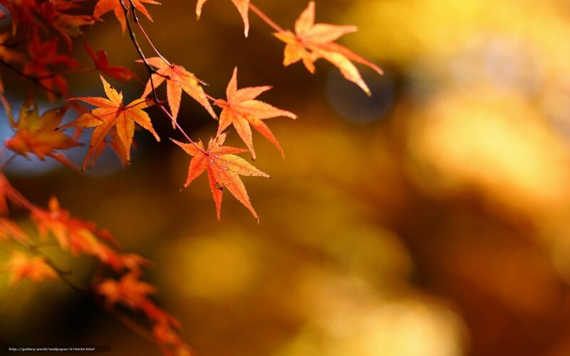 Autumn maple leaves