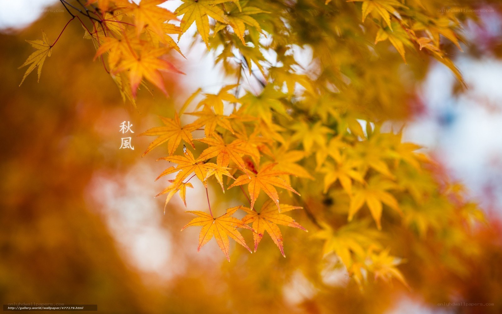 Autumn maple leaves