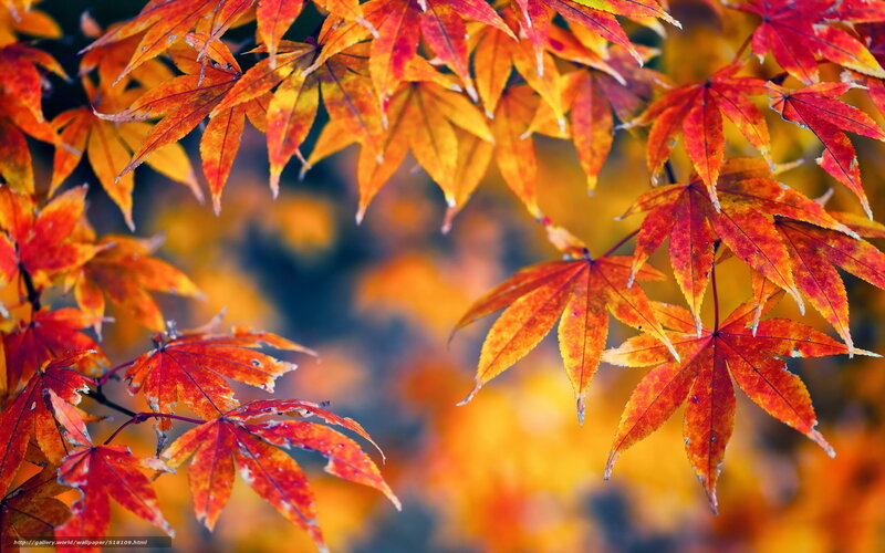 Autumn maple leaves