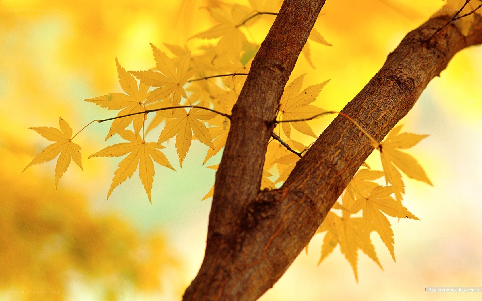 Autumn maple leaves