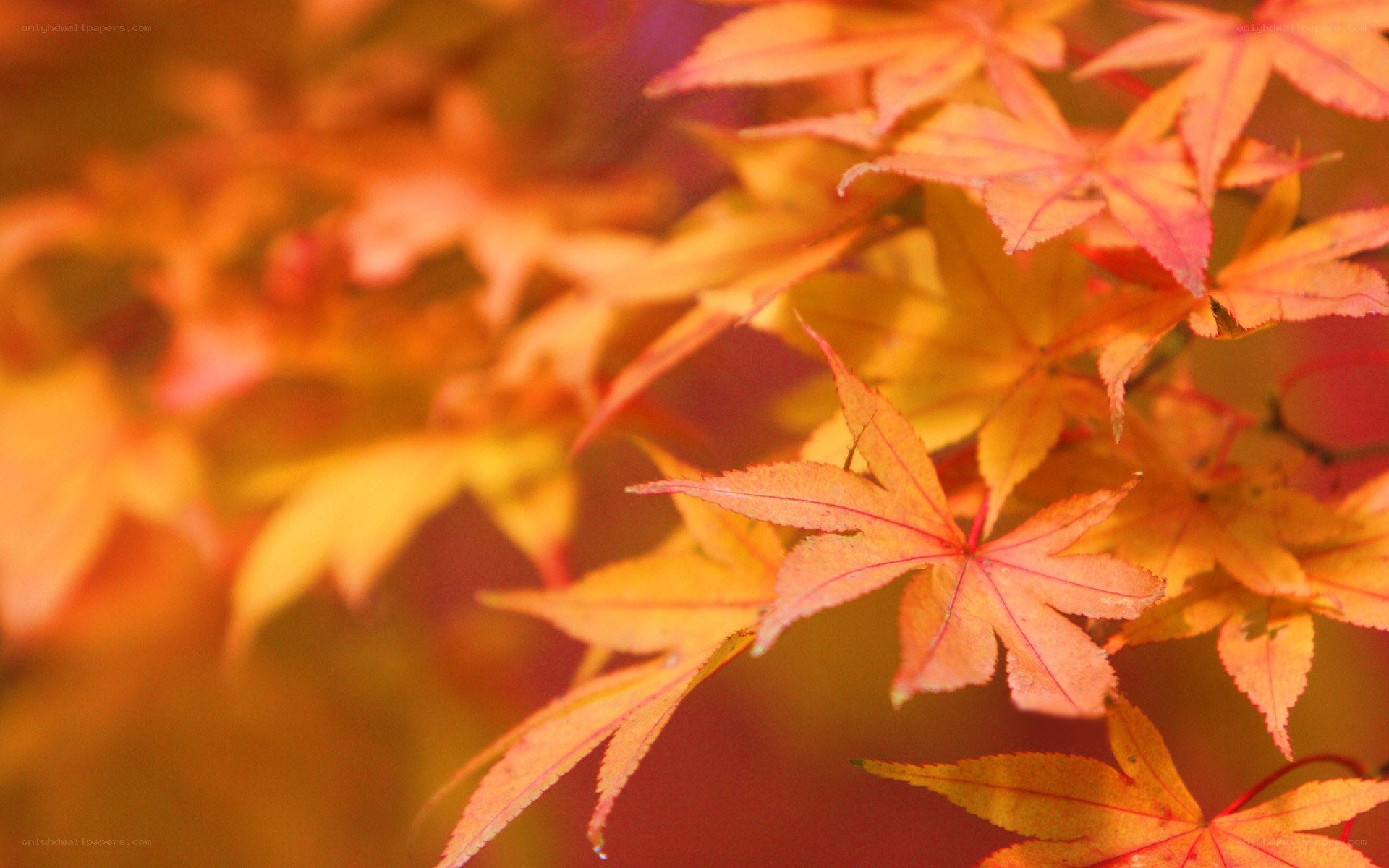 Autumn maple leaves