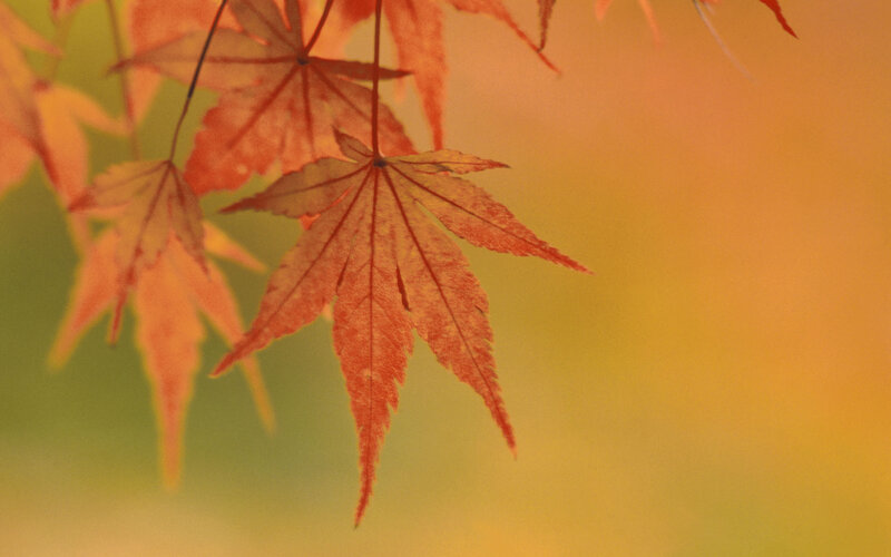 Autumn maple leaves