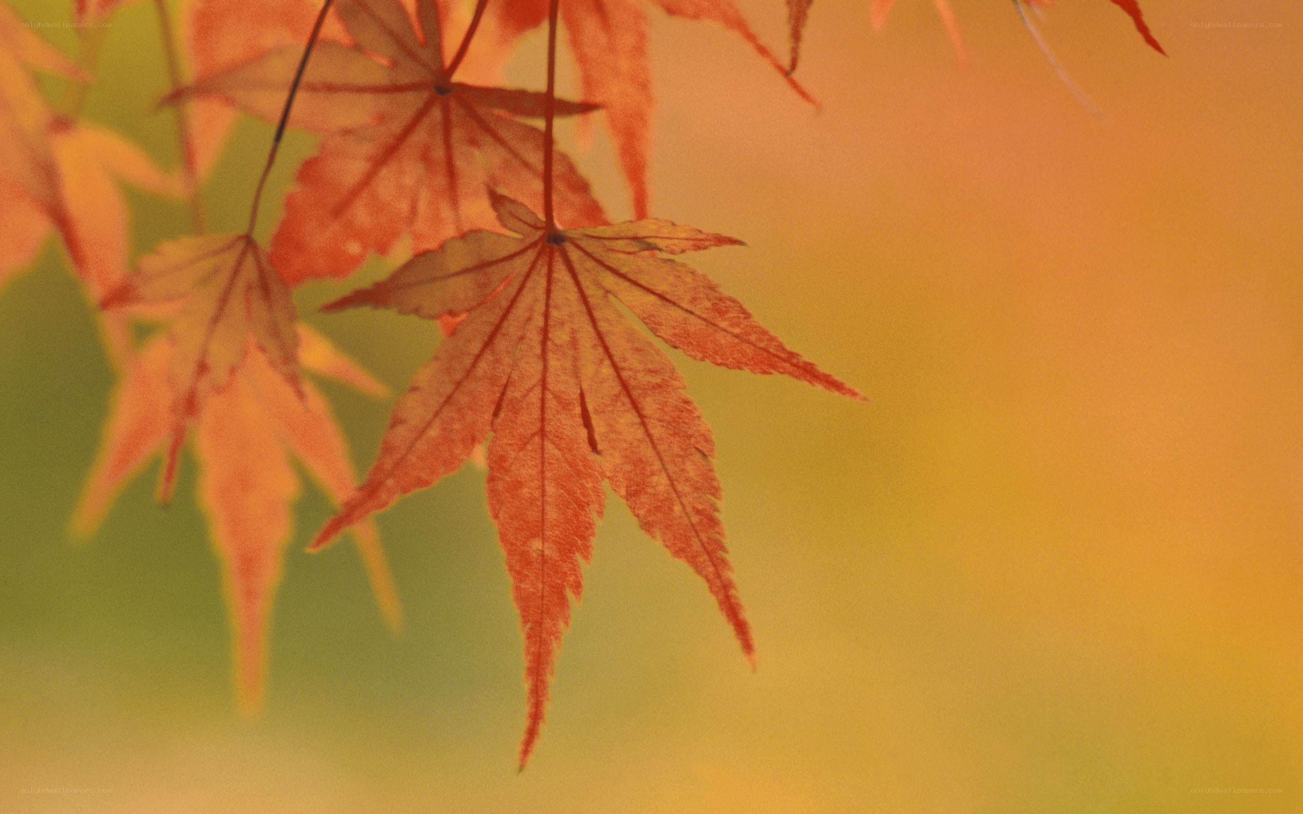 Autumn maple leaves