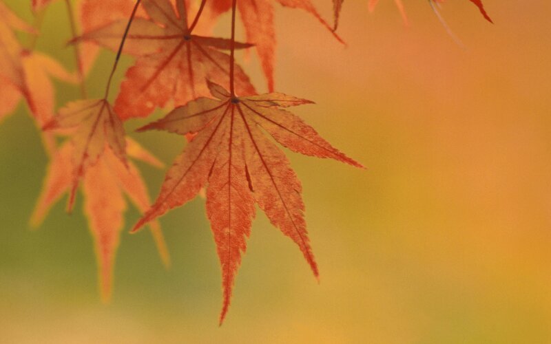autumn maple leaves