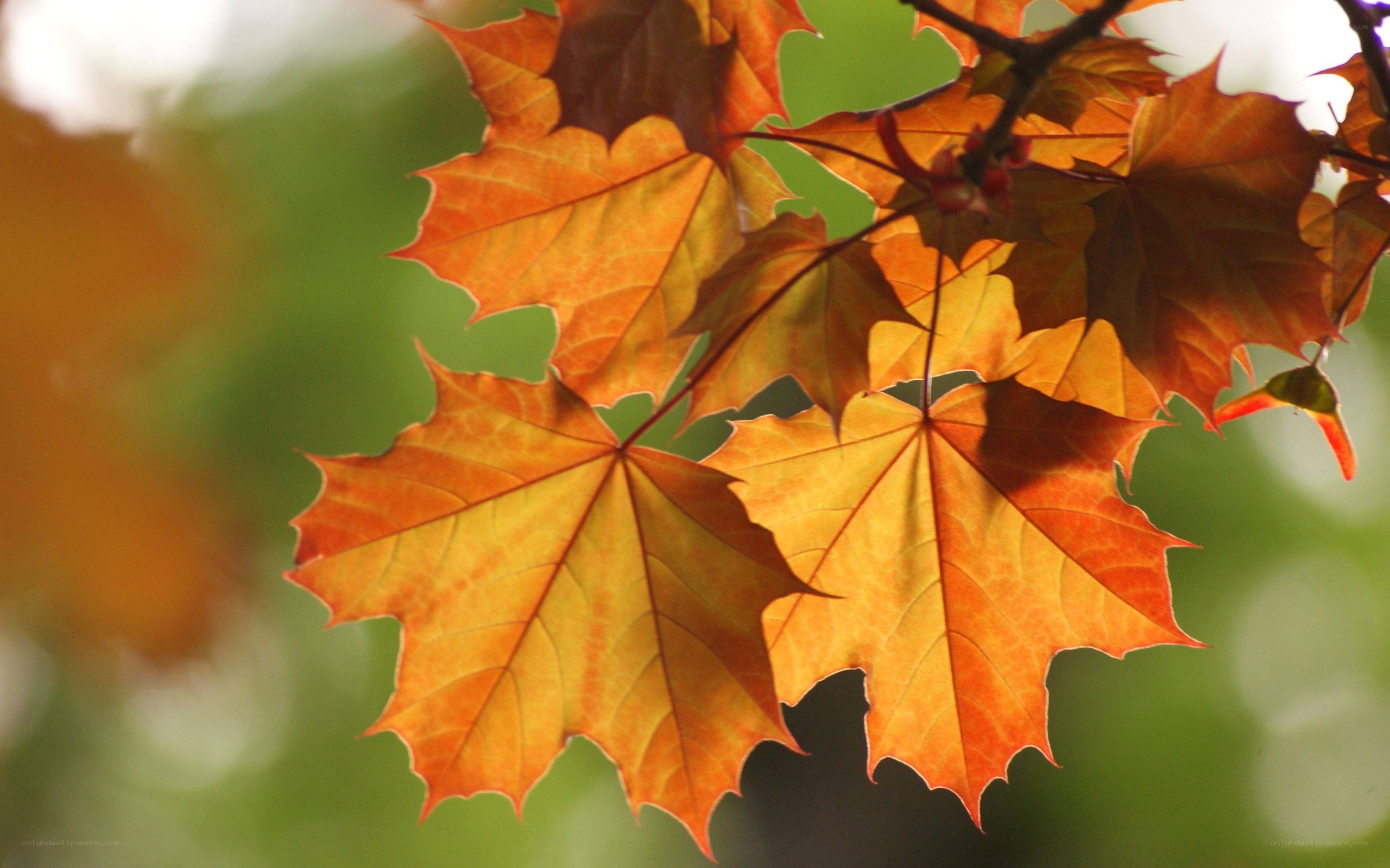 autumn maple leaves