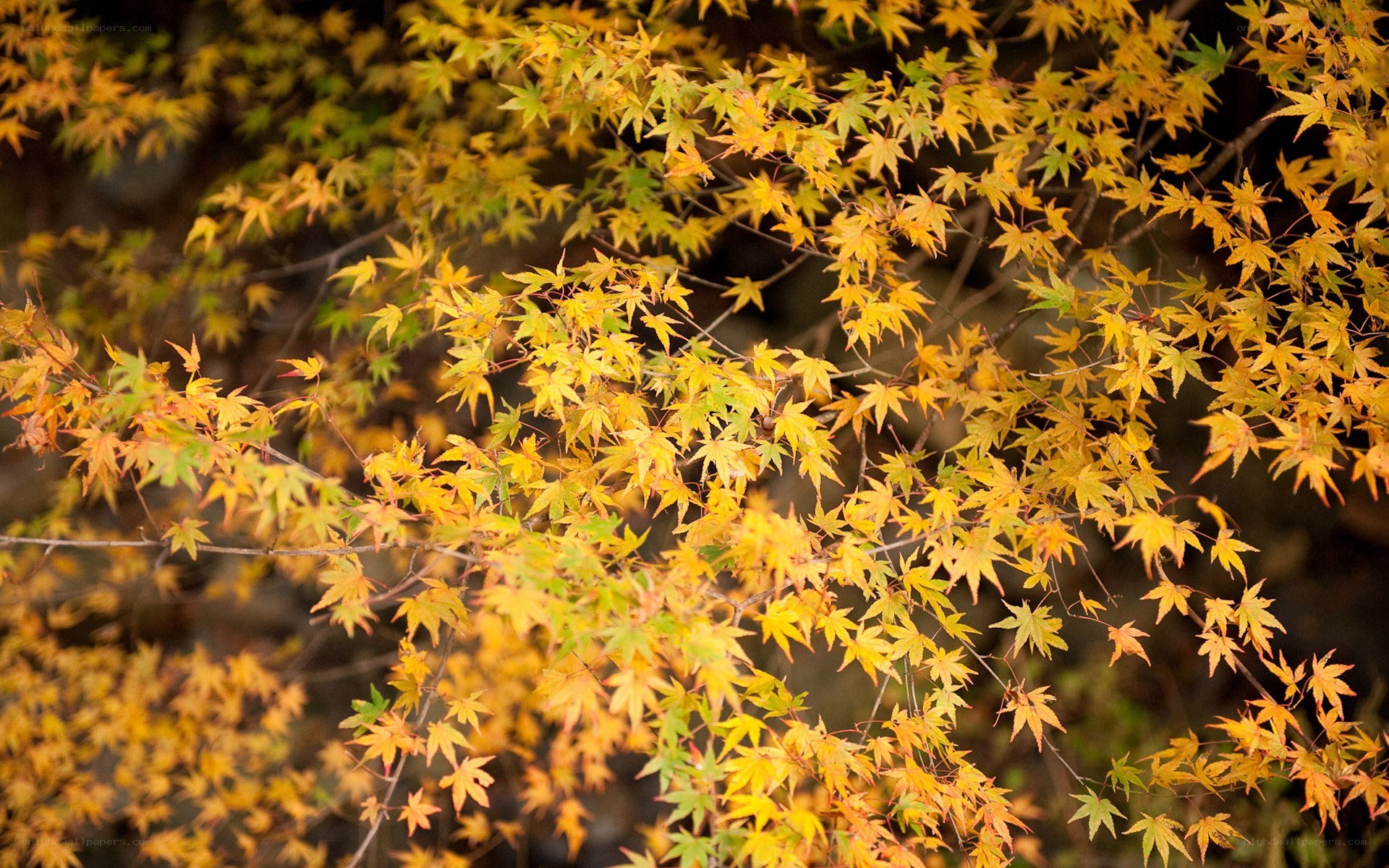 Autumn maple leaves