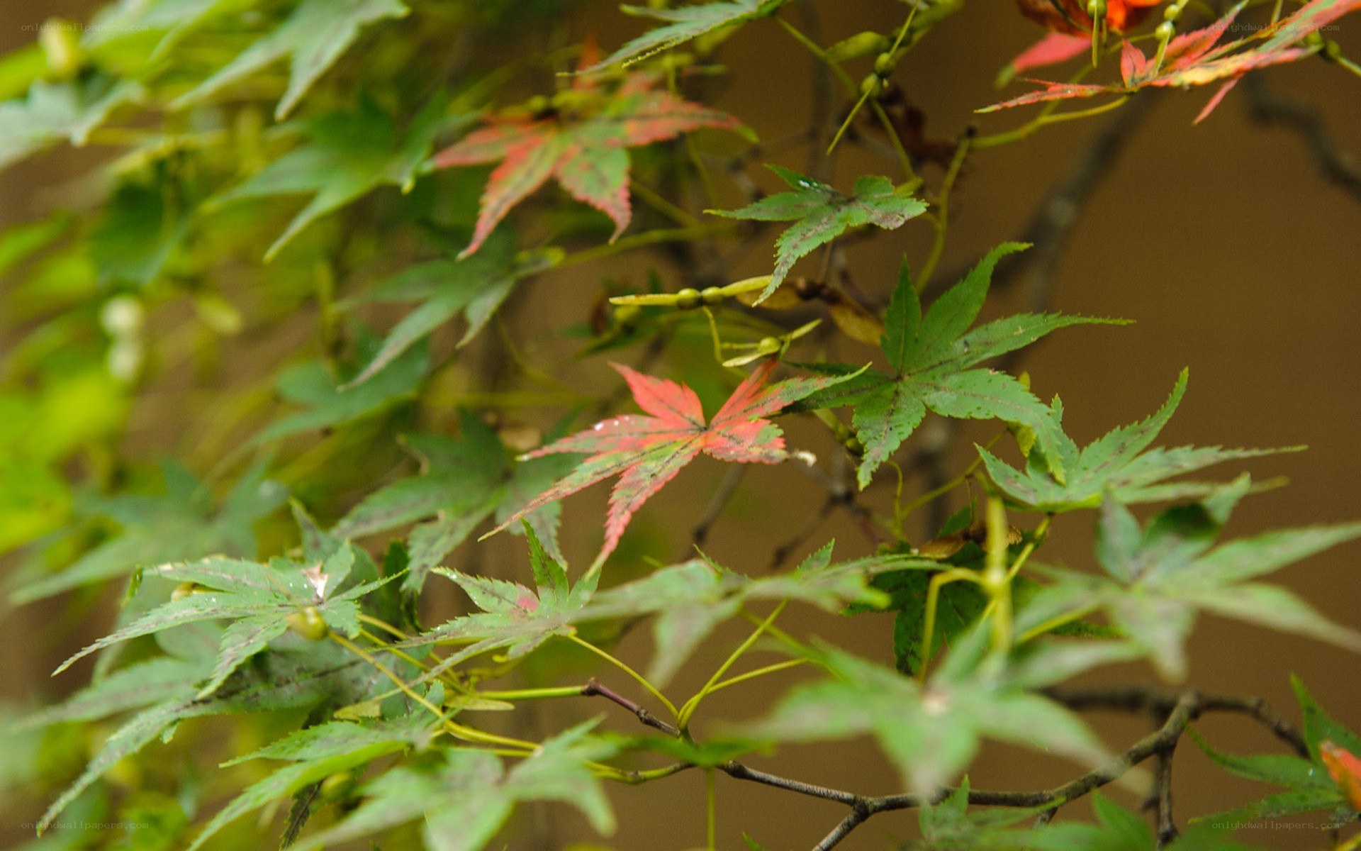 Autumn maple leaves