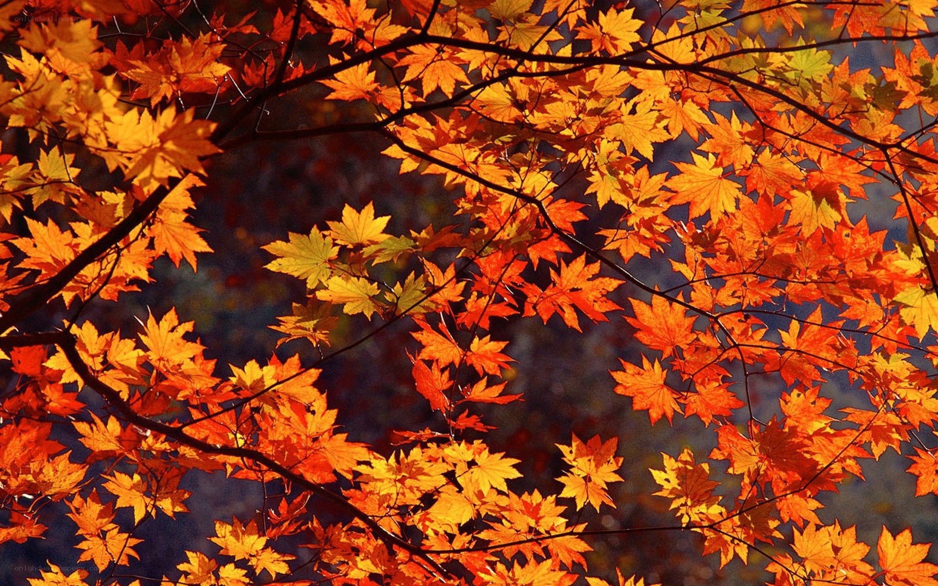 Autumn maple leaves