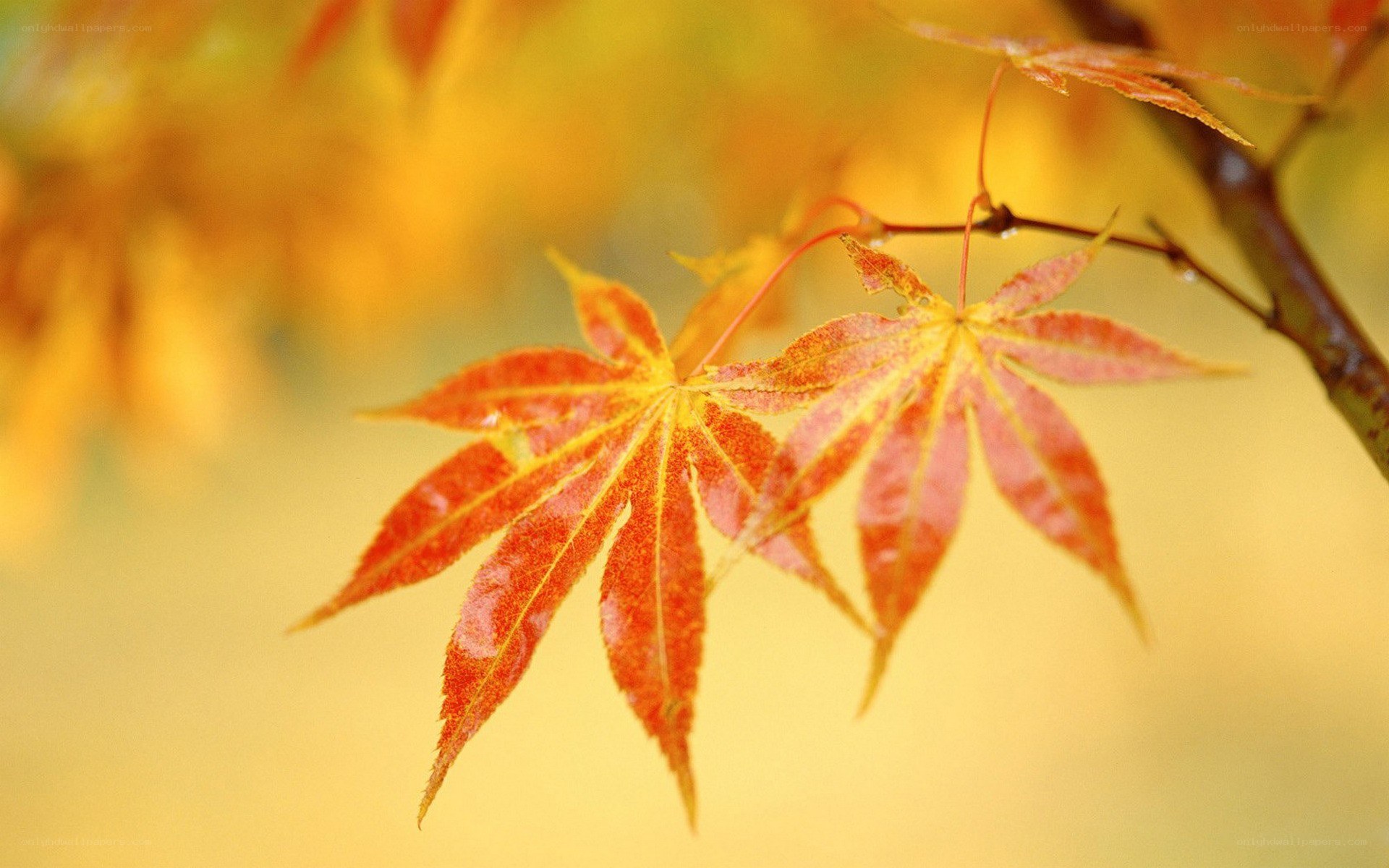 autumn maple leaves