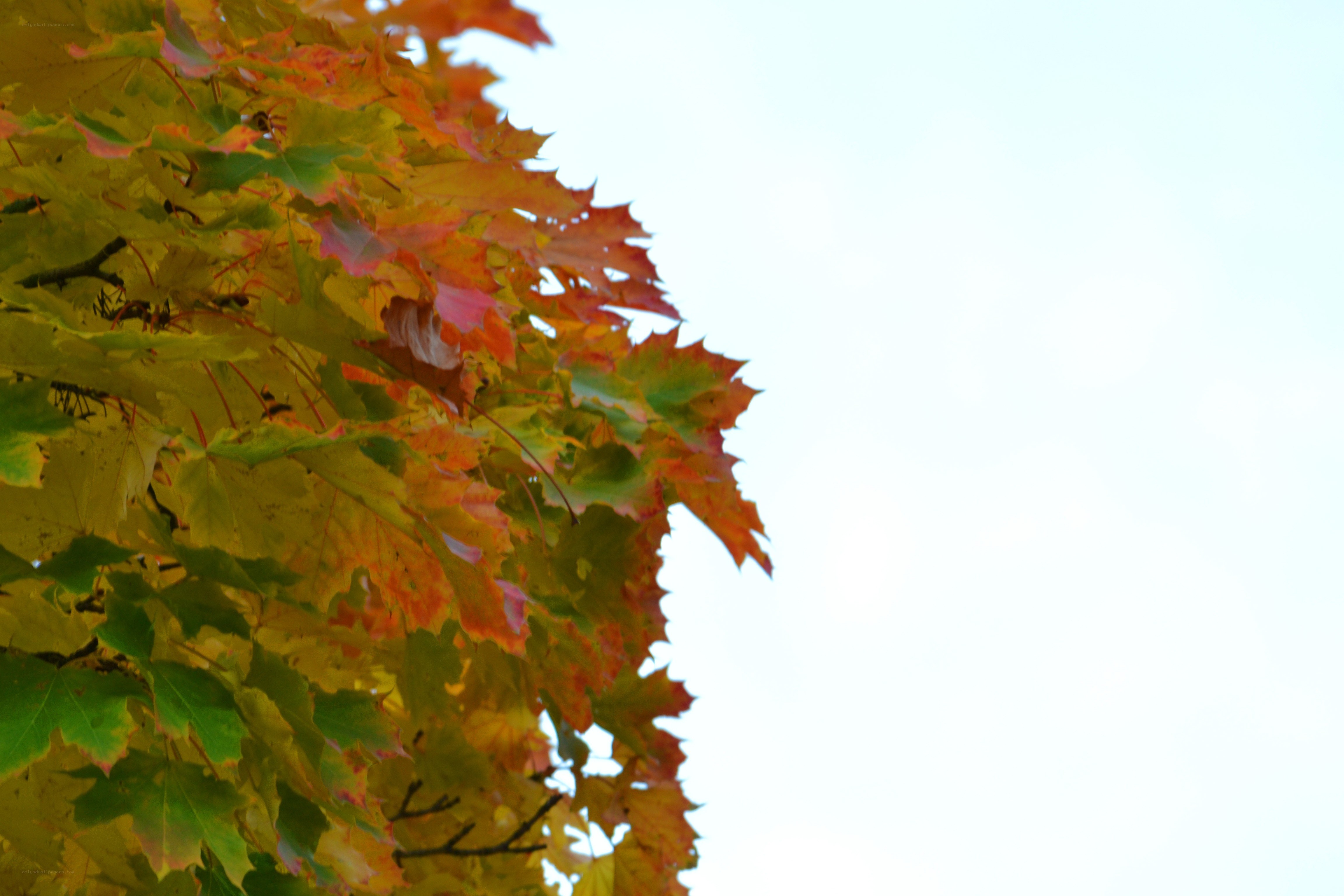 Autumn maple leaves