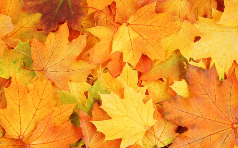 autumn maple leaves
