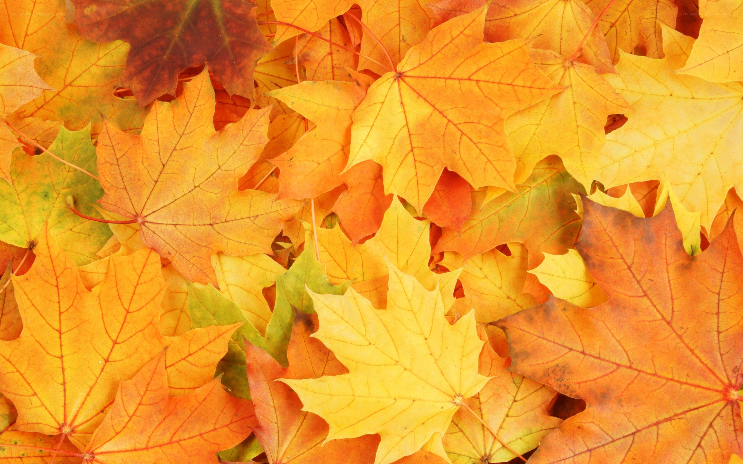 autumn maple leaves