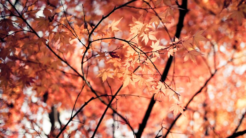 autumn maple leaves