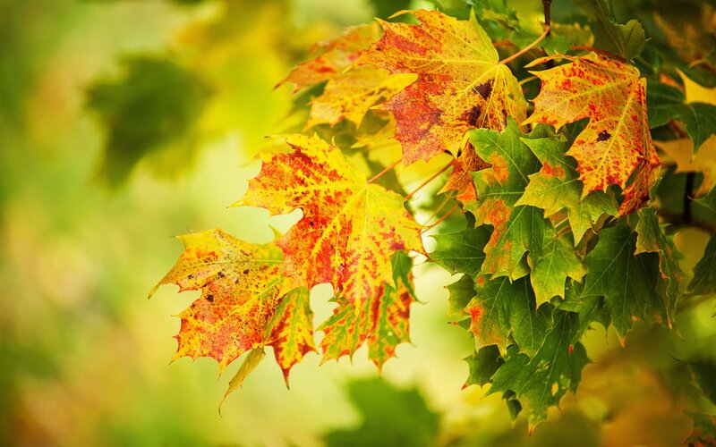 Autumn maple leaves
