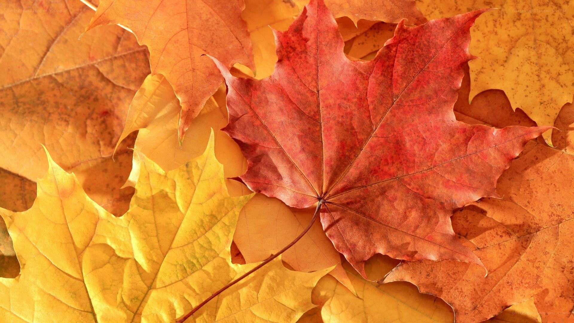 autumn maple leaves