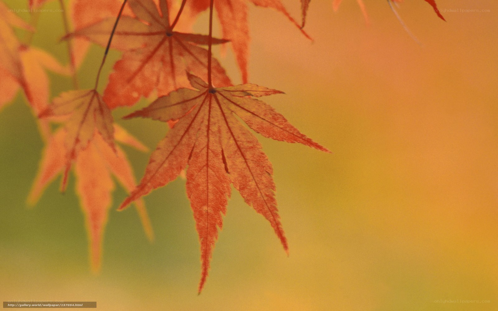Autumn maple leaves