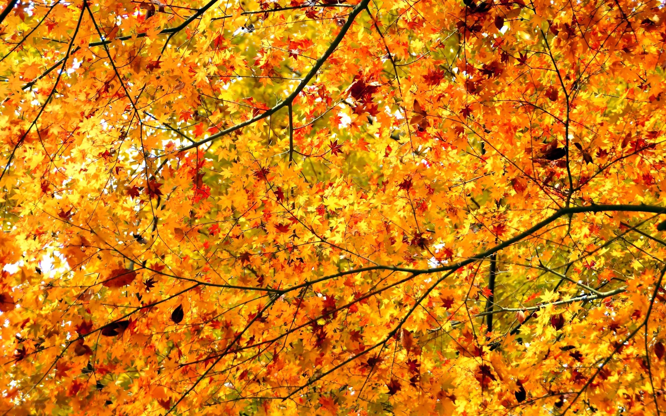 Autumn maple leaves
