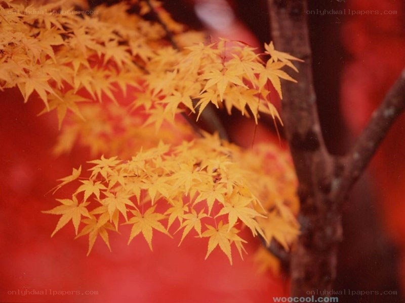 Autumn maple leaves