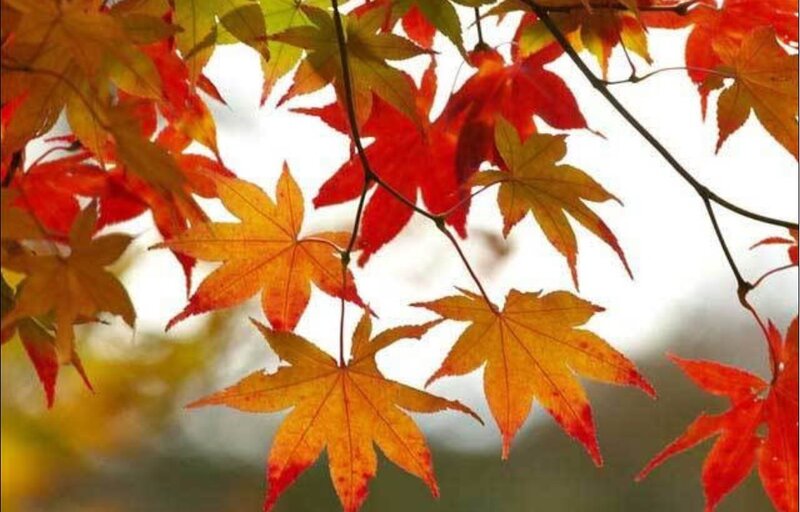Autumn maple leaves