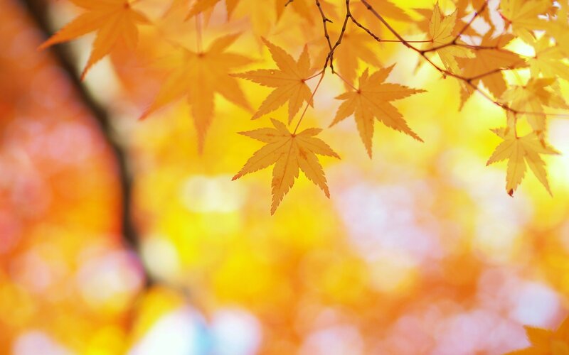 autumn maple leaves