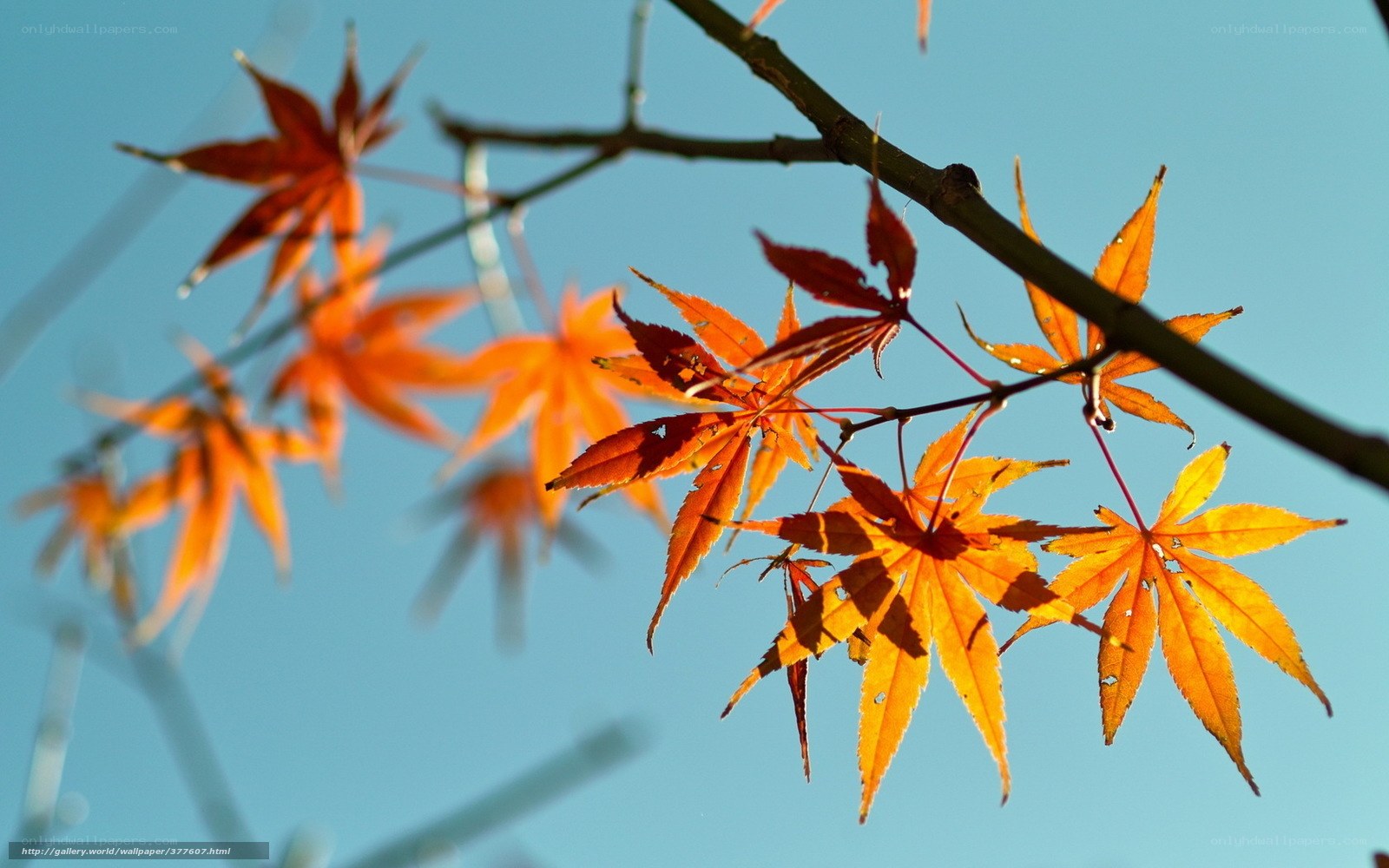 Autumn maple leaves against blue sky