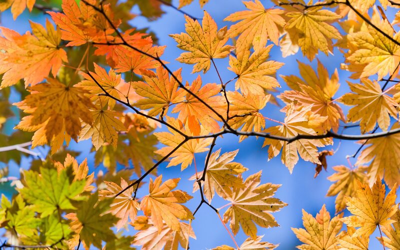 Autumn maple leaves against blue sky