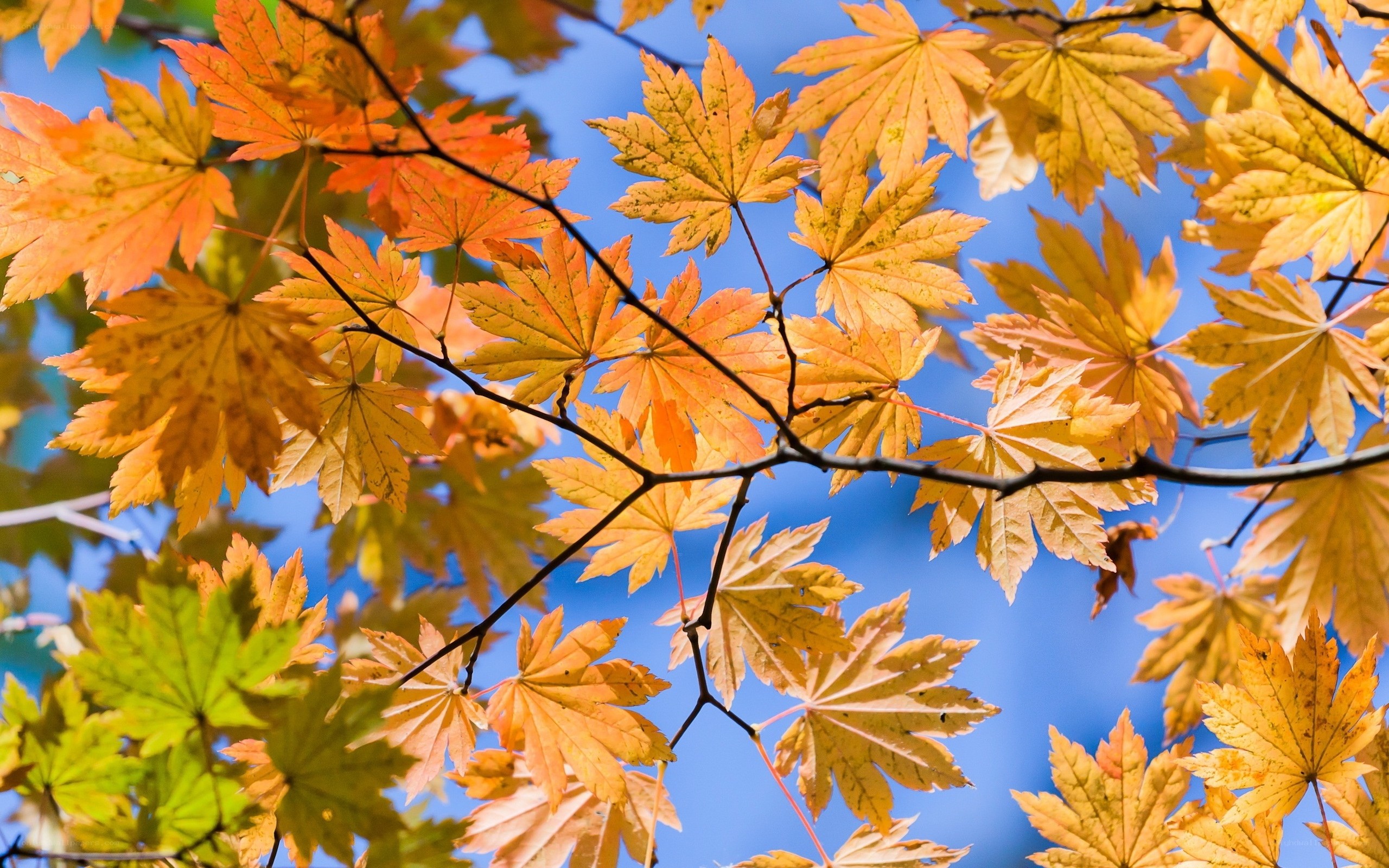 Autumn maple leaves against blue sky