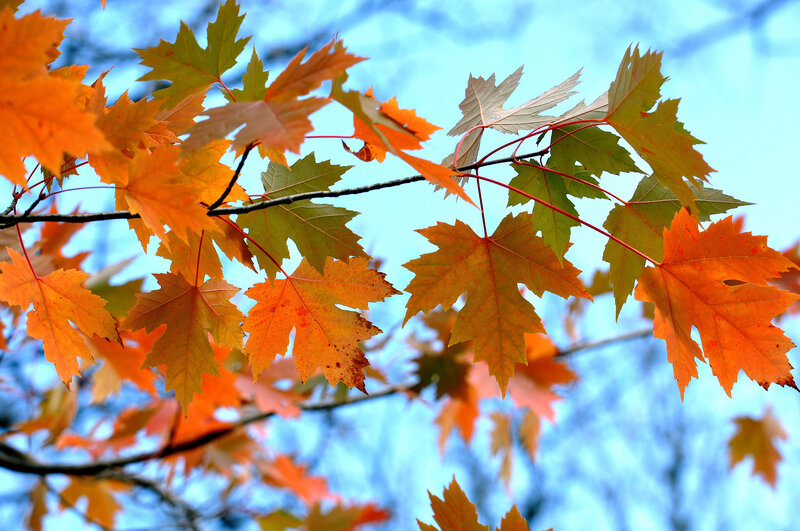 Autumn maple leaves against blue sky