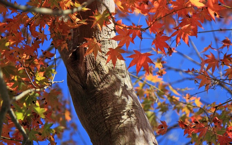 Autumn maple leaves against blue sky