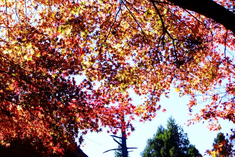 Autumn maple leaves against blue sky