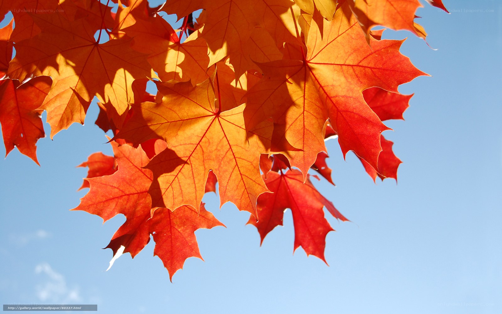 Autumn maple leaves against blue sky