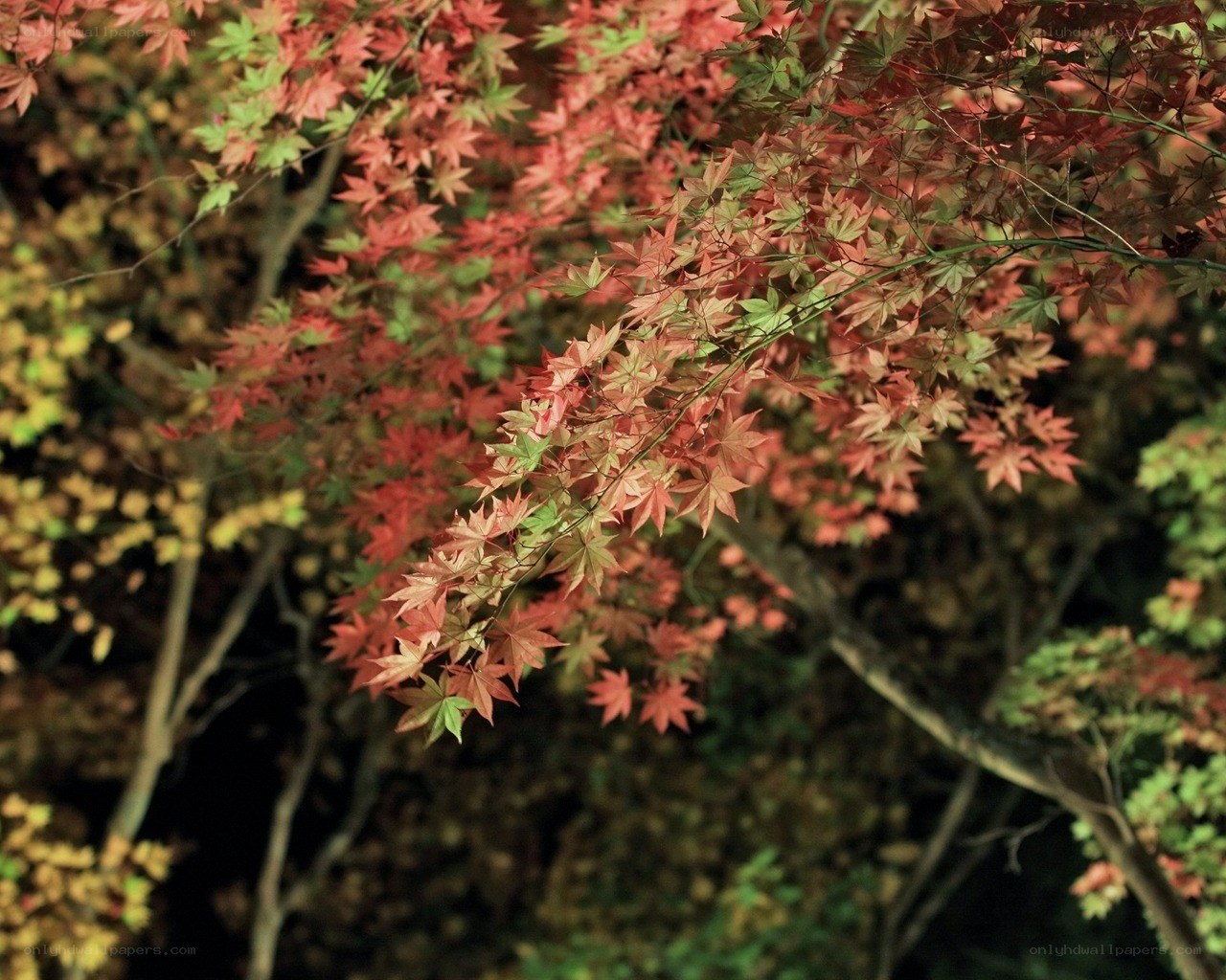Autumn maple leaves at night