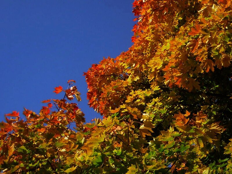 Autumn Maple Leaves — Blue