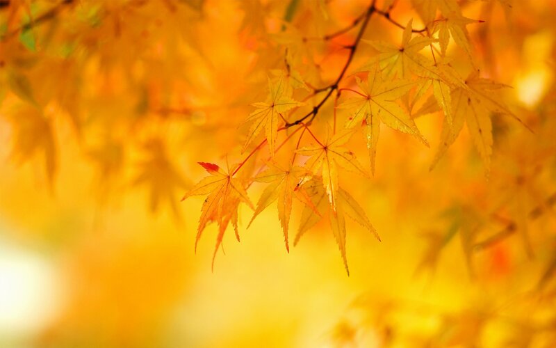 Autumn Maple Leaves — Branch