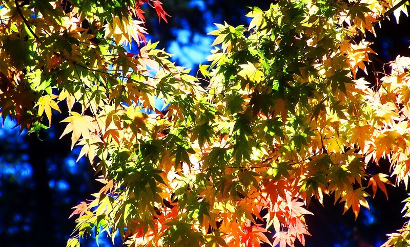 Autumn Maple Leaves — Green, Dramatic, Photograph