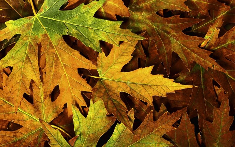 Autumn Maple Leaves — Green, Natural