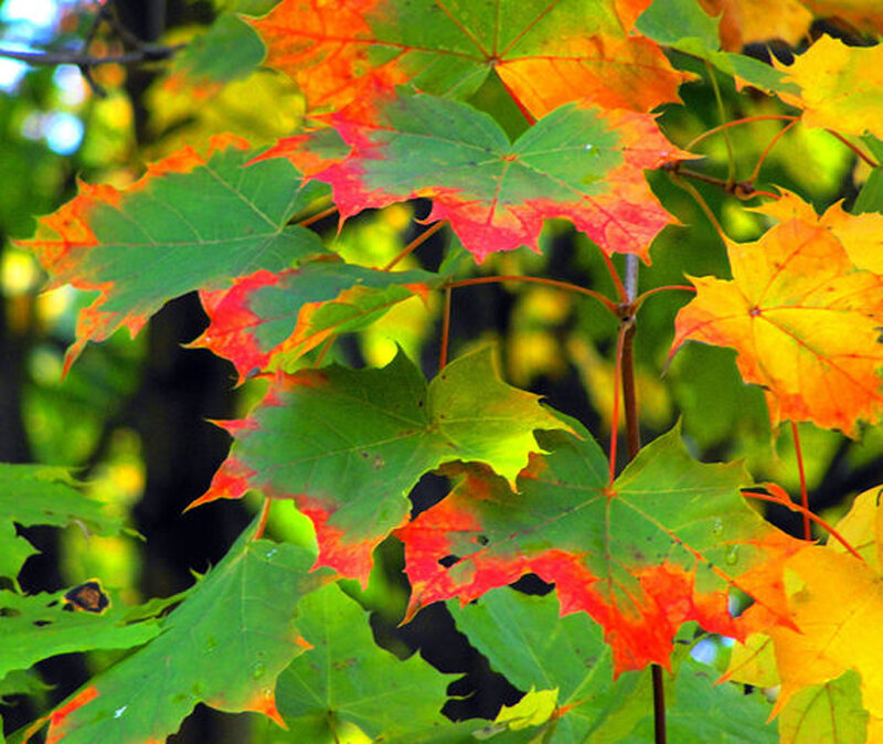 Autumn Maple Leaves — Green
