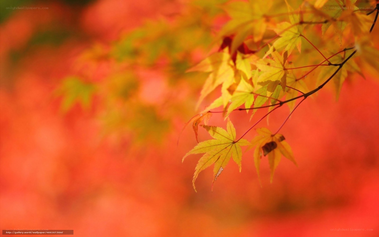 Autumn maple leaves in focus