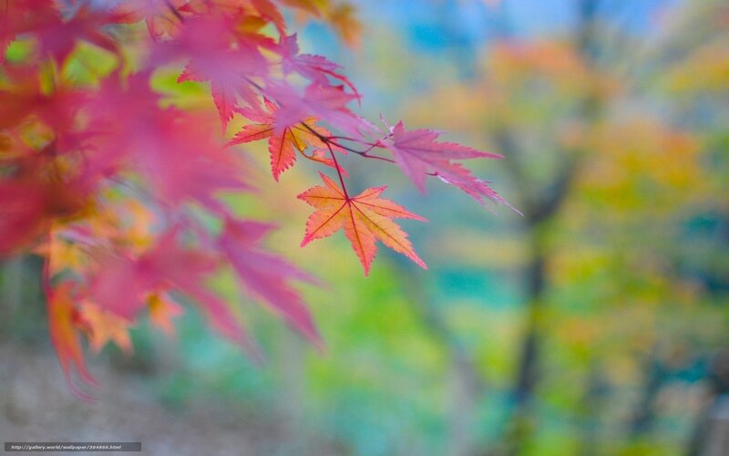 Autumn maple leaves in focus