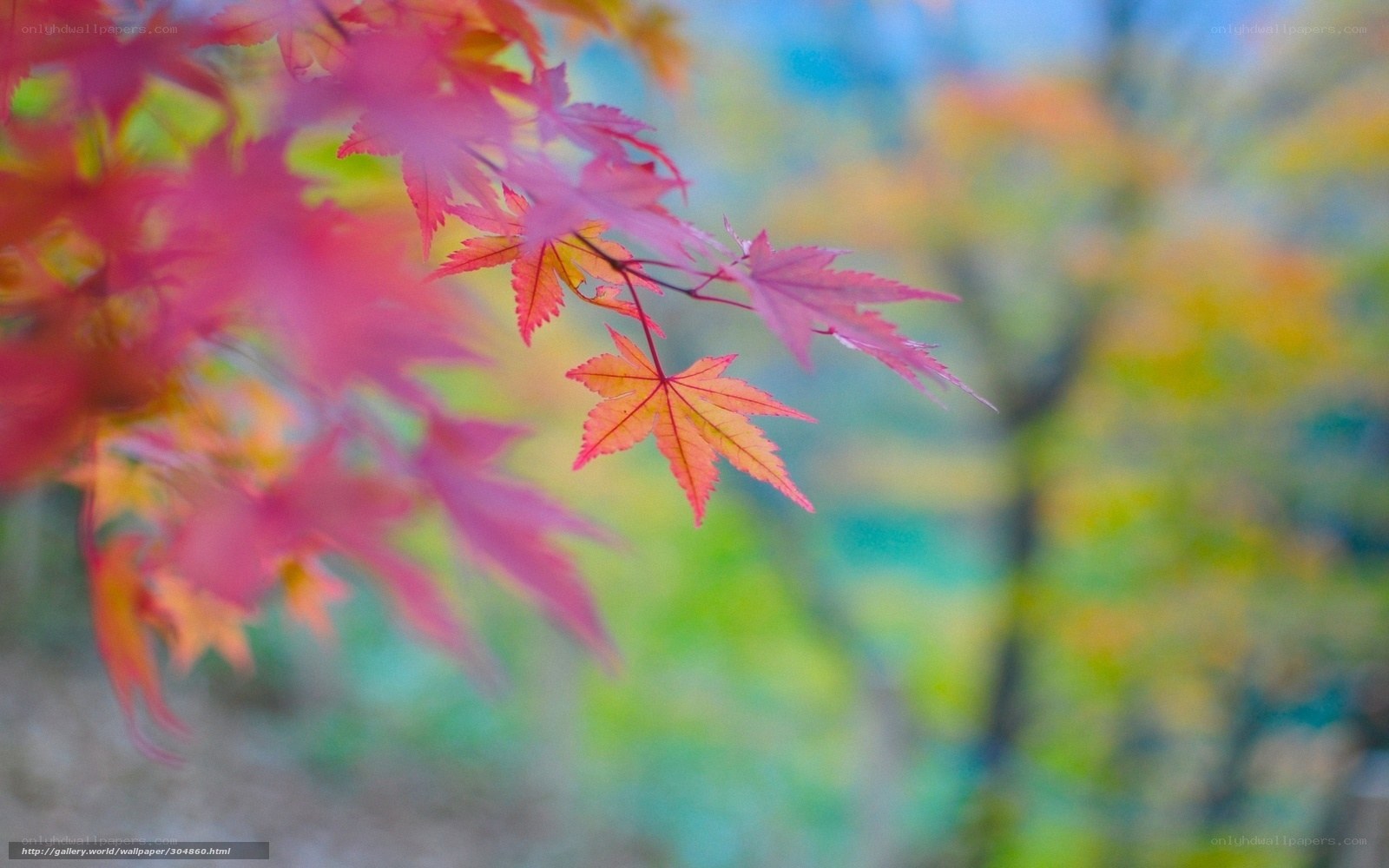 Autumn maple leaves in focus