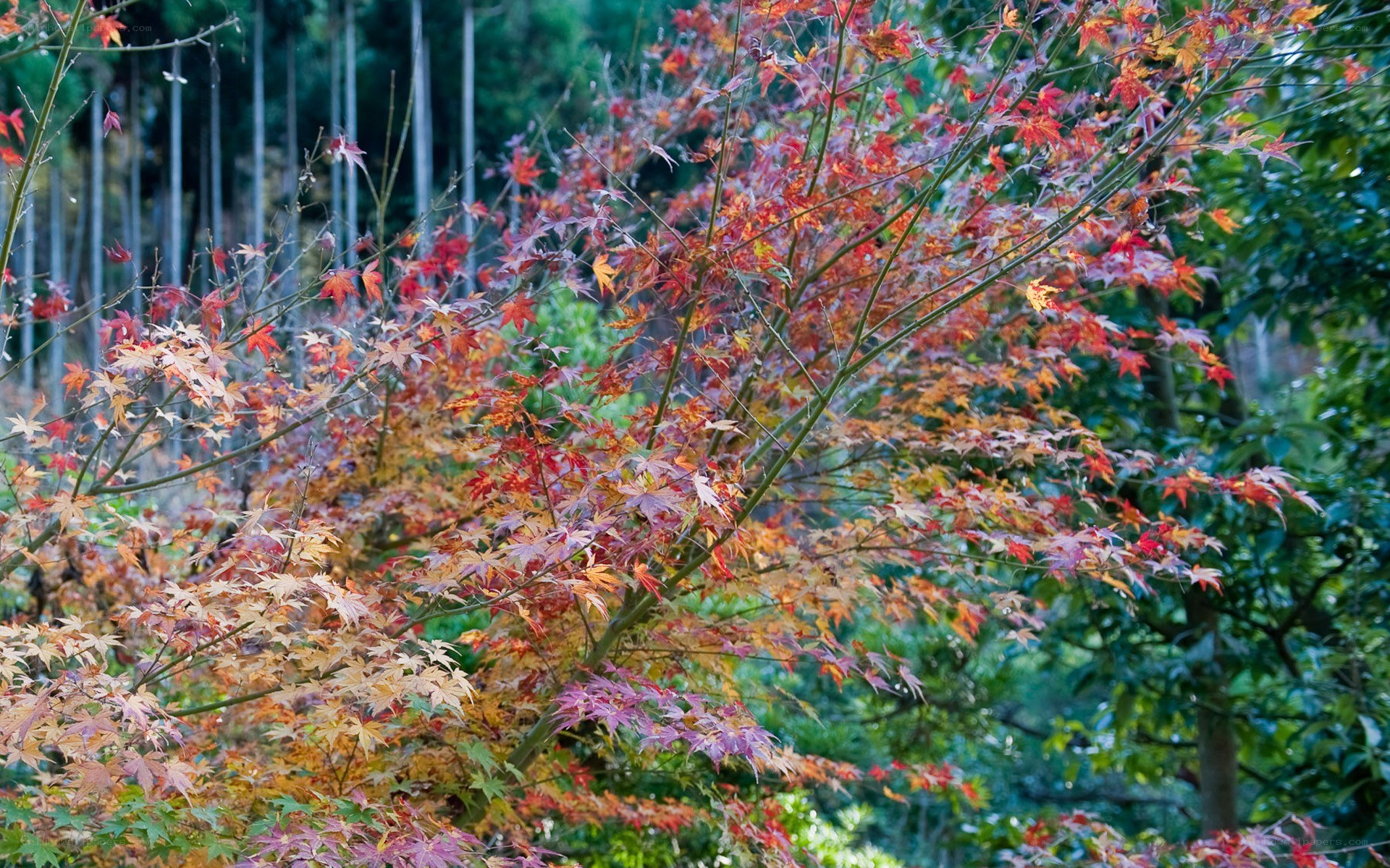 Autumn maple leaves in forest
