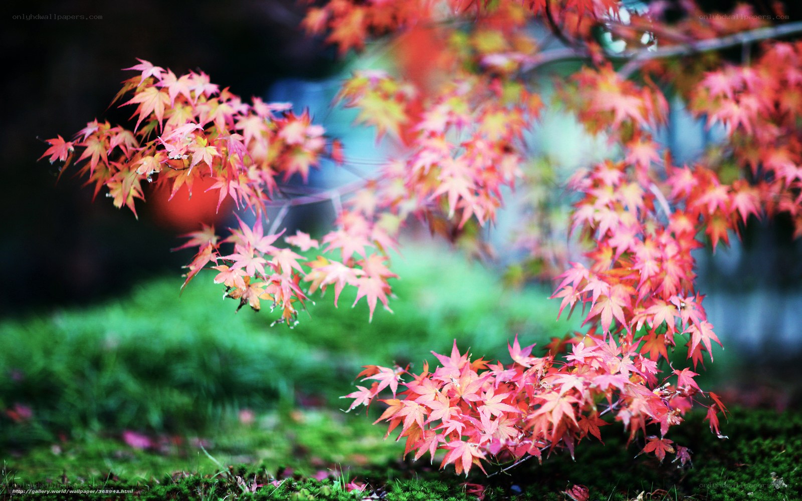 Autumn maple leaves in garden