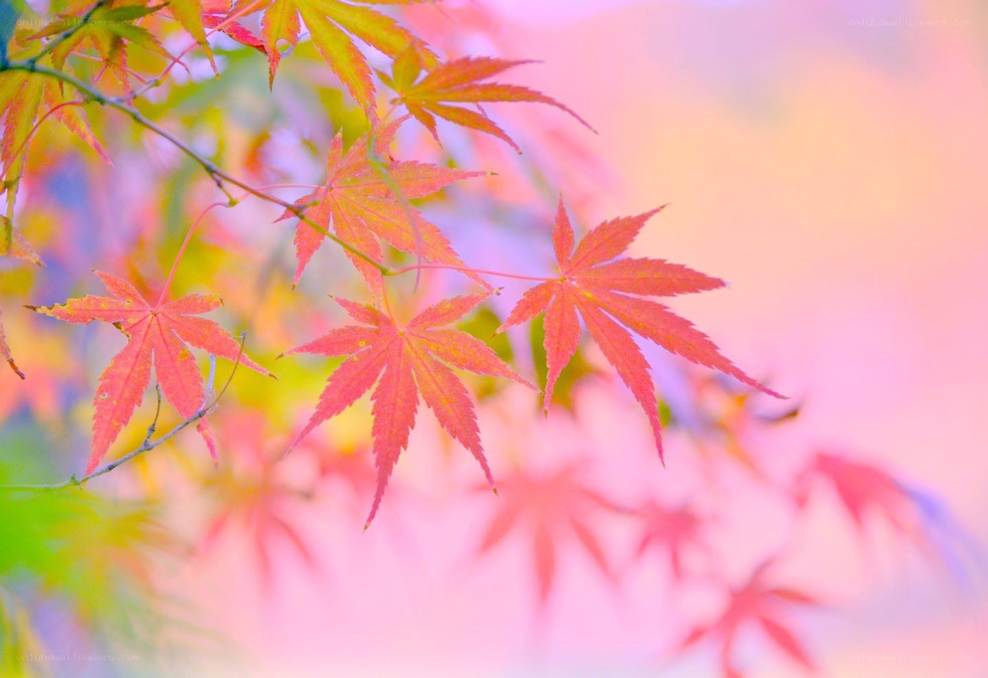 Autumn maple leaves in soft light